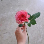 / ー Oh, Rosy flower studio-, 💗 ,  6월 레슨 등록 가능합니다 🥂  Hobby class _  4회  Basic class _ 8회 Florist class... 