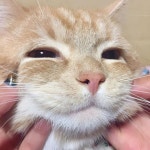 ほっぺぶにゅーっ♡♡♡ #ねこ #ネコ #猫 #cat #고양이 #ねこ部 #ねこすたぐらむ #にゃんすた #にゃんこ #にゃんにゃん #愛猫 #マンチカン #エル... 