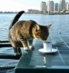 Even cats in Mersin, Turkey, need their morning coffee to start the week on the right paw. #MondayMotivation #MorningCoffee | 일상