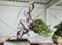 월출산분재그림경매장 | Bonsai.insp2에 있는 Bagus Wijaya님의 핀 | 분재, 그림