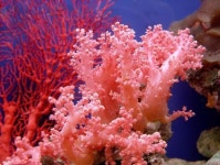 You can use it in any room in your house. Need more inspiration, take a look at insplosion.com | 산호초, 해양 생물, 산호