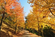 Pin page 여유가 느껴지는 가을풍경 진주 경남수목원’ Gyeongsangnam-do forest environment Research Institute
