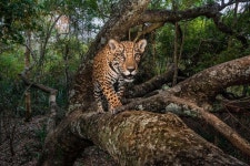 National Geographic Compiles Their Best Images of 2017(이미지 포함) | 동물, 재규어