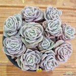 러블리로즈 모듬(E. Lovely Rose) - 다육식물(Succulent)