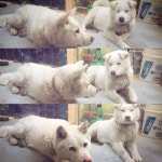 This is how our dog communicate;  being indifferent to each other but just sleepy...  . 풍산개 나루와 진돗개 모아의 대화... 