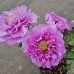 일본목단 아름다워 월동짱잘해 - 야생화(Wild Flower)