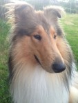 Pin by Collie Rough on Galen | Dogs, Collie, Cats