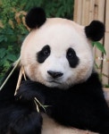 더쿠 - 자존감 장난아니게 높아보이는 푸바오🐼 (사진 많음 주의!) 더쿠 - 자존감 장난아니게 높아보이는 푸바오🐼 (사진 많음 주의!)... 