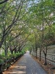 산책하기 좋은 가로수 길. 판교 금토천 길 - IPOTEN의 무료이미지