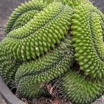 피코철화7399 - 선인장(Cactus)