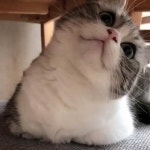 Pin by aurumknight on 취향? [Video] | Cute cats and dogs, Funny cute cats, Baby cats