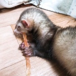 #시나마나애영 #시나 #애영 #꿀맛 #jmt #jmtgr #육포 #존맛탱 #페릿 #페릿스타그램 #페럿스타그램 #페럿 #족제비 ... in 2020 | Pets... 