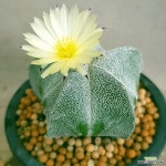 온즈카난봉옥교배종 튼튼실생입니다 꽃예뿌게핍니다 안전분째배송 0768 산아래다육이(Astrophytum myriostigma cv. ONZUKA)... 