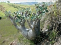 Pin by mMm on 다육식물 | Unusual plants, Planting succulents, Cacti and succulents
