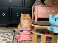 •브리티쉬숏헤어 •브리티쉬롱헤어 •골드선셋 캐터리🇰🇷 Namkwan Baek on Instagram: 코너s🧡 | Cattery, Toy chest... 