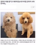 돈 주고 애완견 미용실에 가는 이유