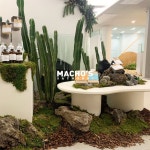 machos.sachunki 플랜테리어 planterior machos.sachunki 플랜테리어  planterior