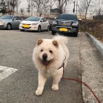 #차우차우#chowchow#세상에서젤이쁜별#pet#petstagram#puppy#dog#lovely#cute#love#애견#반려견#강아지#follow#lfl#dai… in 2020... 
