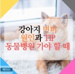 강아지 변비 원인과 동물병원 가야 할 때 | 강아지, 신경계, 갑상선기능저하증