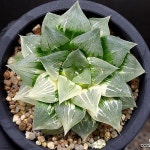 (특가)(추가할인)실생금(대묘)104-92(variegated) - 하월시아(Haworthia)