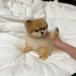 다람좌 박빵실🐹 on Instagram: “행복한 휴일 되셨나요🤎 빵실이 자동문애교 보시고 더더 행복한 저녁되세요😚 오늘 3.1절은 일본... 