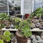에오니움 토오즈철화(식물크기 가로75cm, 높이55cm)(Aeonium canariense) - 다육철화(Crest) | 식물, 하지