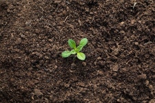 희망은 희망으로 가득 The hope is full of hope Young plants, ecological, health, nature, life, hope, spring, growth, soil...