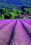 Lavender에 관한 31개의 최상의 Pinterest 이미지 | 라벤더, 아로마테라피 및 여행지 Lavender