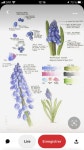 Fleur aquarelle에 있는 FRESHARD님의 핀 | 꽃그림, 수채화 강좌, 식물 세밀화