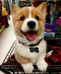 Teddy loves going to the store! #dogs #pets #dog #Adopt #love #cute #animals #puppy | 강아지
