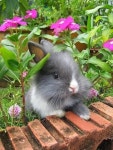 Bunnies♡♡♡♡♡에 관한 14개의 최상의 Pinterest 이미지 | 토끼, 귀여운 동물 및 웃긴 동물 Bunnies♡♡♡♡♡