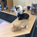 강다방 게스트하우스 on Instagram: “뜻밖의 고양이 🐱 #이마트24주문진항구점 #동물의왕국 #길냥이 #편의점은내가접수한다옹 #주문진 #강릉... 