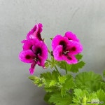[희희낙락플라워]캔디제라늄 중대품 꽃대풍성 페라고늄 다년생 진보라꽃(Pelargonium inquinans) - 공기정화식물(air purifying plants)
