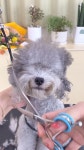 Pin page 퍼피썬 PUPPYSUN / 천안애견미용 on Instagram: 털속에... 성성동애견미용 #퍼피썬 #dog #doggrooming #groomer - 2024 | 개 미용실, 개... 