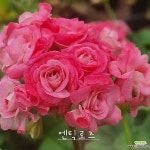 엔틱로즈 제라늄 유럽제라늄(Pelargonium(Geranium)) - 공기정화식물(air purifying plants)