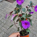 피고지고 너무 착해 아키메데스(Achimenes longiflora) - 관엽식물(Foliage)