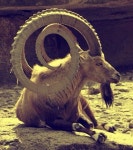 Pin di animal king su 산양 | Spiritualità