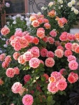 Garden에 관한 16개의 최상의 Pinterest 이미지 | 정원 가꾸기, 꽃 정원 및 조경 Garden