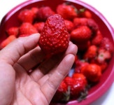 끝물 맞은 값싼 딸기 전자레인지로 파는 딸기잼보다 더 맛있는 딸기잼 만드는 방법