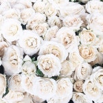 Fresh beauty에 관한 219개의 최상의 Pinterest 이미지 | 꽃꽂이, 아름다운 꽃 및 꽃장식 Fresh beauty