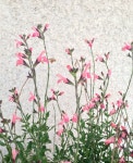 flowers | 자수