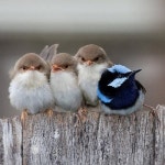 37 best birds. images on Pinterest | 아름다운 새들, 나비 및 잠자리 birds.