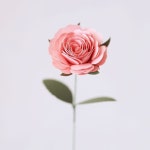 종이꽃diy 🌹 돌돌 말아 붙이면 예쁜 장미 완성🤗 좀 다양한 컬러로... 준비했습니다 #종이꽃#만들기#페이퍼플라워#취미키트#만들기키트... 