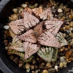 특가할인)실생픽타(중대묘) 102-56(Haworthia picta) - 하월시아(Haworthia)