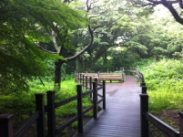 Pyengdaeri Japanese nutmeg forest of Jeju(제주 평대리 비자림)