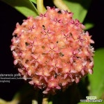 호야 민도렌시스(핑크) 특대품 희귀호야 행잉플랜트 키우기쉬운식물(Hoya carnosa) - 공기정화식물(air purifying plants)