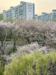 yangjaecheon | 양재천 | seoul