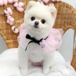 #트리밍매직 #포메미용 #곰돌이컷 #가위컷 #광교애견미용 #광교애견스파#오픈형미용실 #오픈애견미용실 #광교호수공원 #수원애견미용... 