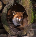 animal에 있는 세연 왕님의 핀 | 동물, 여우