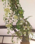fleur에 관한 7개의 최상의 Pinterest 이미지 | 꽃꽂이, 결혼식 아이디어 및 다육 식물 fleur